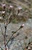 <em>Erigeron acer subsp angulosus</em>